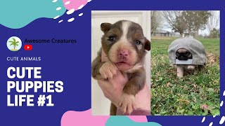 AWE Cute Animals - Cute Puppies Life #1 Resimi