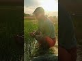 # youtube channel #is ped ke neeche baithne #se🌲🌳 zindagi badal# jati hai #aur bhi kuchh prakritik