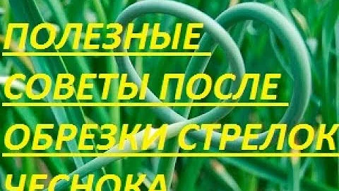 ЧТО НУЖНО СДЕЛАТЬ , ПОСЛЕ ОБРЕЗКИ СТРЕЛОК ЧЕСНОКА?