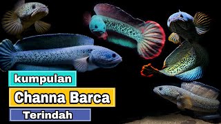 Most Beauty Of Channa Barca | Kumpulan Channa Barca Terindah