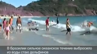 Туристы спасли от гибели стаю дельфинов