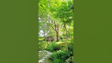 Japanese Garden in Summer 🌞 #natureshorts #shorts