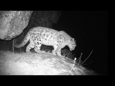 Snow leopard seen in NW China&#039;s Uygur Autonomous Region