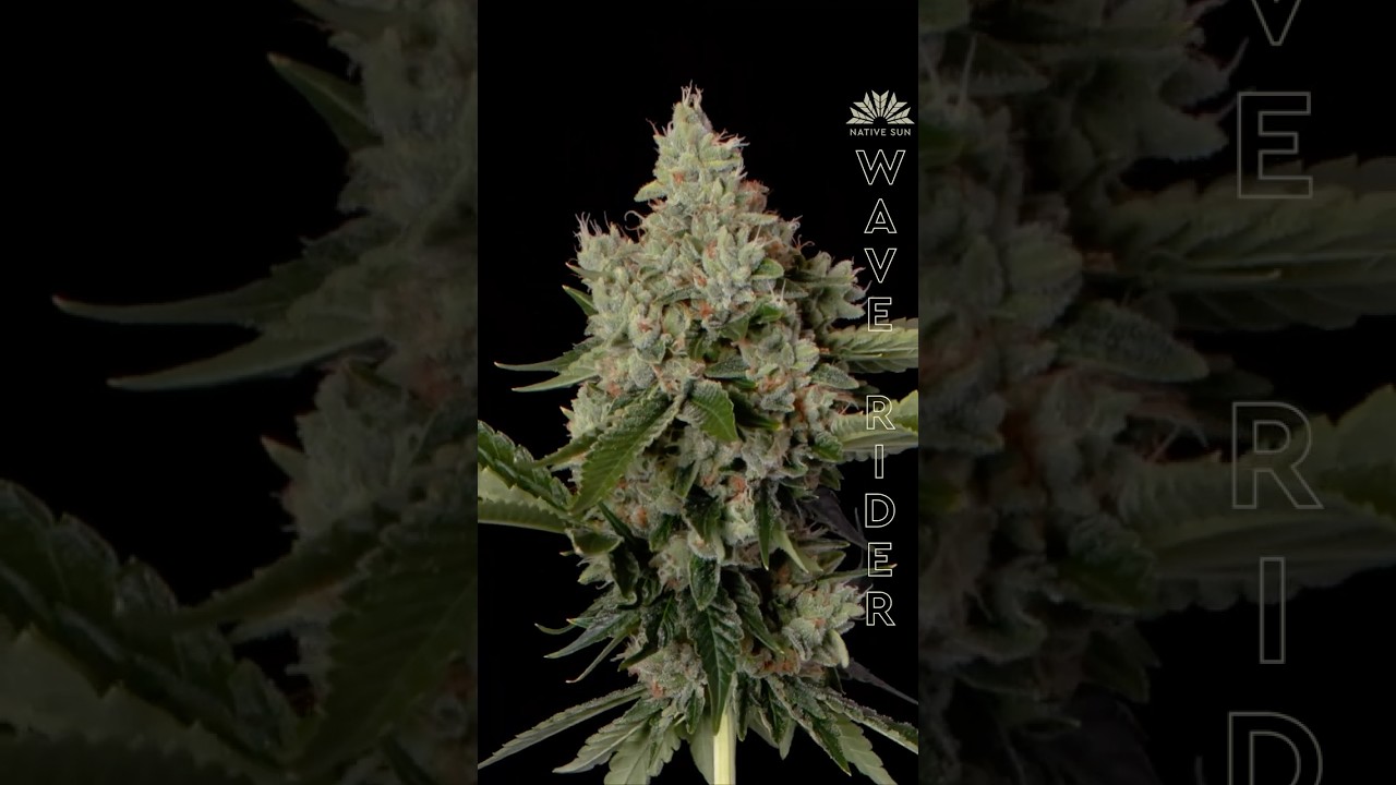 Wave Rider 🌊 🏄‍♀️ 🔥