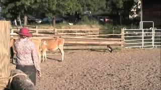 Sui Herding Cattle 2014