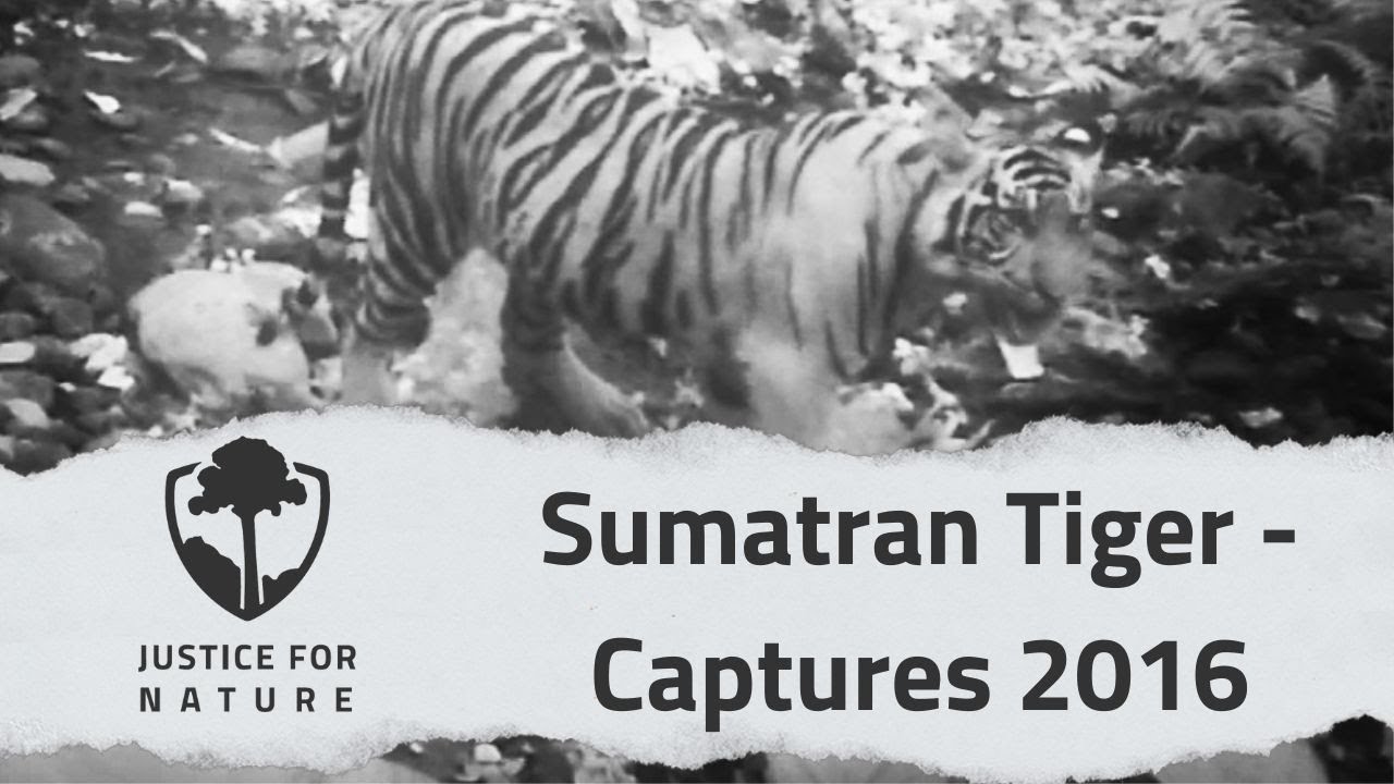 Wild Sumatran Tiger  - Camera Captures 2016