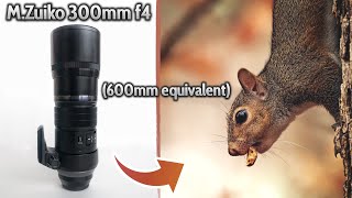 Olympus 300mm f/4 Pro Lens First Impressions