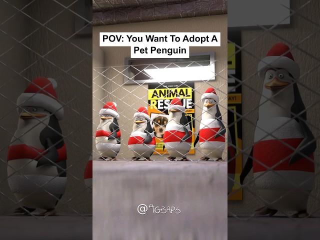 POV: You Want To Adopt A Pet Penguin class=