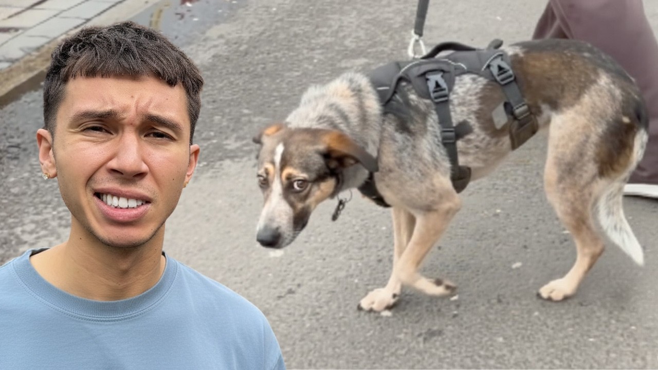 We Thought this Scared Rescue Was Ready... We Were Wrong