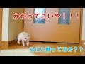 見えない何かとたたかう子猫　～豆大福3話目～