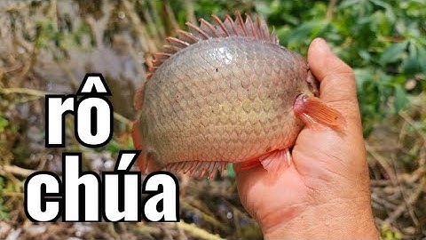 Câu Cá Rô đồng, giật cá cỡ này sướng run tay // Smaull river with many big fish