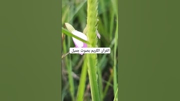القرآن الكريم بصوت جميل #لايك #قرآن #الحياه #اكسبلور #قران_كريم #المصحف #ترند #الرحمن