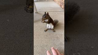 Squirrel eating! #squirel #asmr