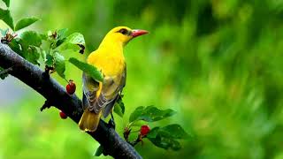 Golden Oriole.Beautiful Bird Song.(Oriolus oriolus).