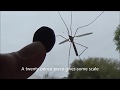 Crane Fly on window