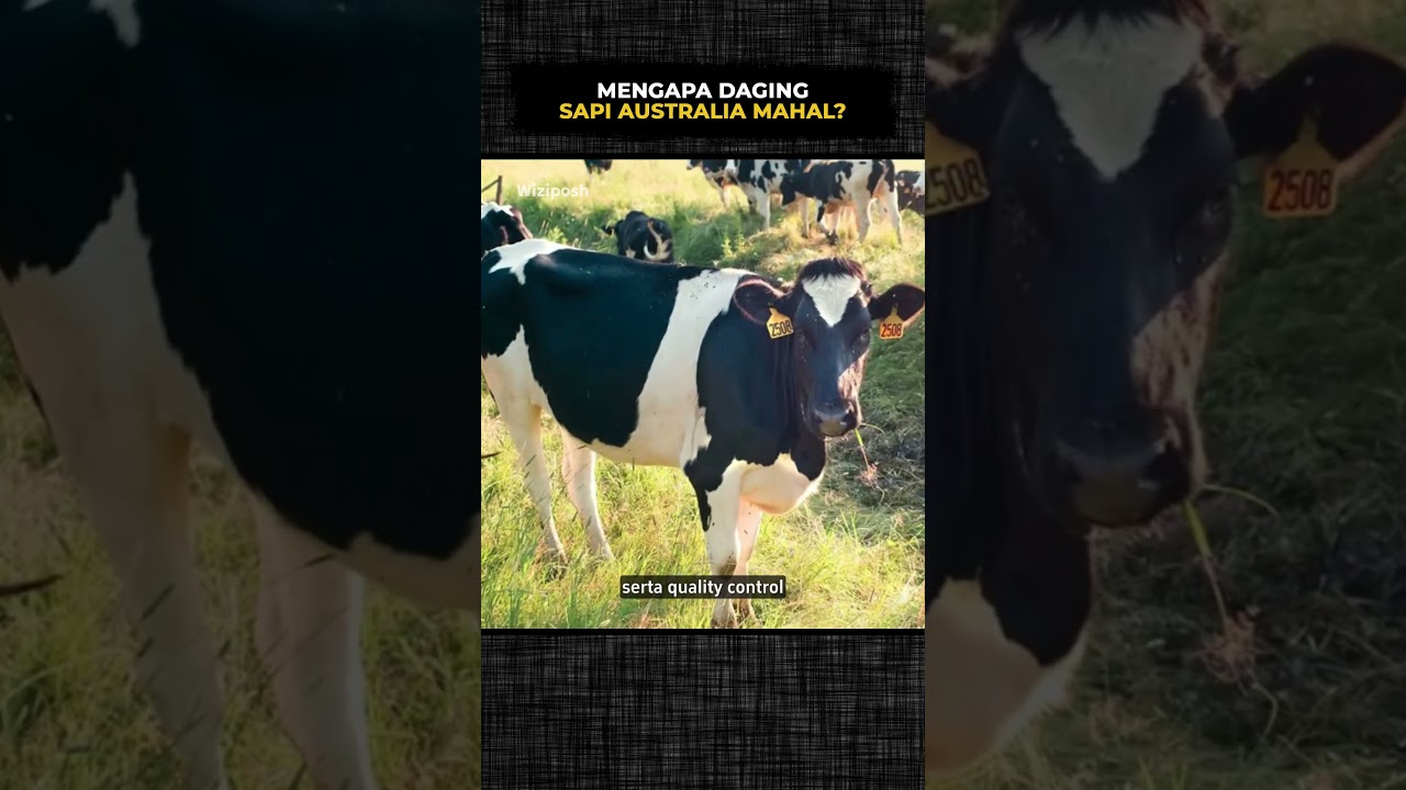 Mengapa Daging Sapi Australia Mahal 