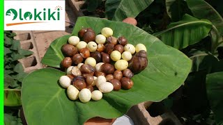 Egg Laying and Hatching Rate of Snails in a Free-Range System.