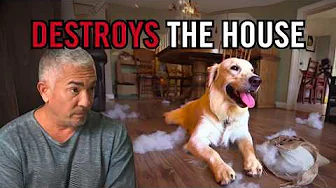How to Stop a Dog From Destroying Your Home