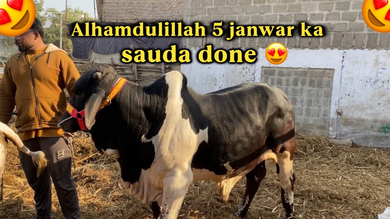 Alhamdulillah 5 janwar khareed Liye aur ek bachada bhag Gaya 4 February 2026