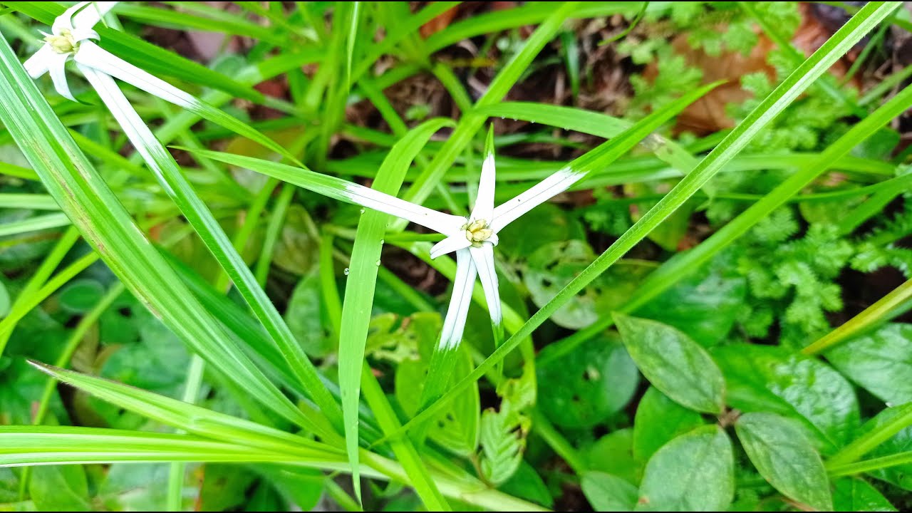 Rhynchospora Nervosa (Vahl) Boeckeler | Ornamental Herbs | 🇵🇦 Panama |