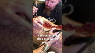 La Fabricación De La Cola De La Sirena H2O Entre Bastidores