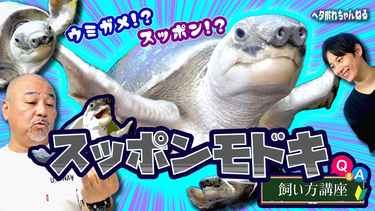 スッポン ウミガメ スッポンモドキの飼い方講座 スッポンモドキ Youtube