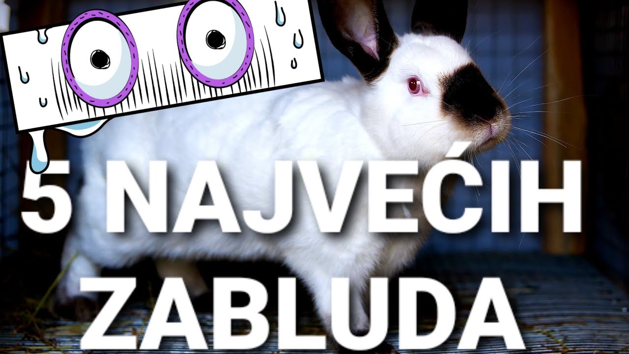 5 NAJVEĆIH ZABLUDA O KUNIĆIMA!