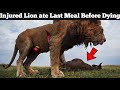 A wounded lion ate his last meal before dying in kruger national park south africa latest sightings