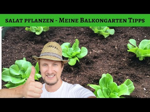 Video: Ithaka-Salatpflanzen – Tipps für den Anbau von Ithaka-Salat im Garten
