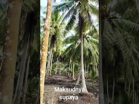 Video: Fusarium Layu Kelapa Sawit - Petua Cara Merawat Fusarium Layu Pada Pokok Palma