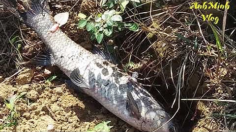 SĂN TRẮM ĐEN TẠI HỒ NUI CÔC VÀ CÁI KẾT BẤT NGỜ