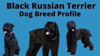 Black Russian Terrier Dog Breed Profile
