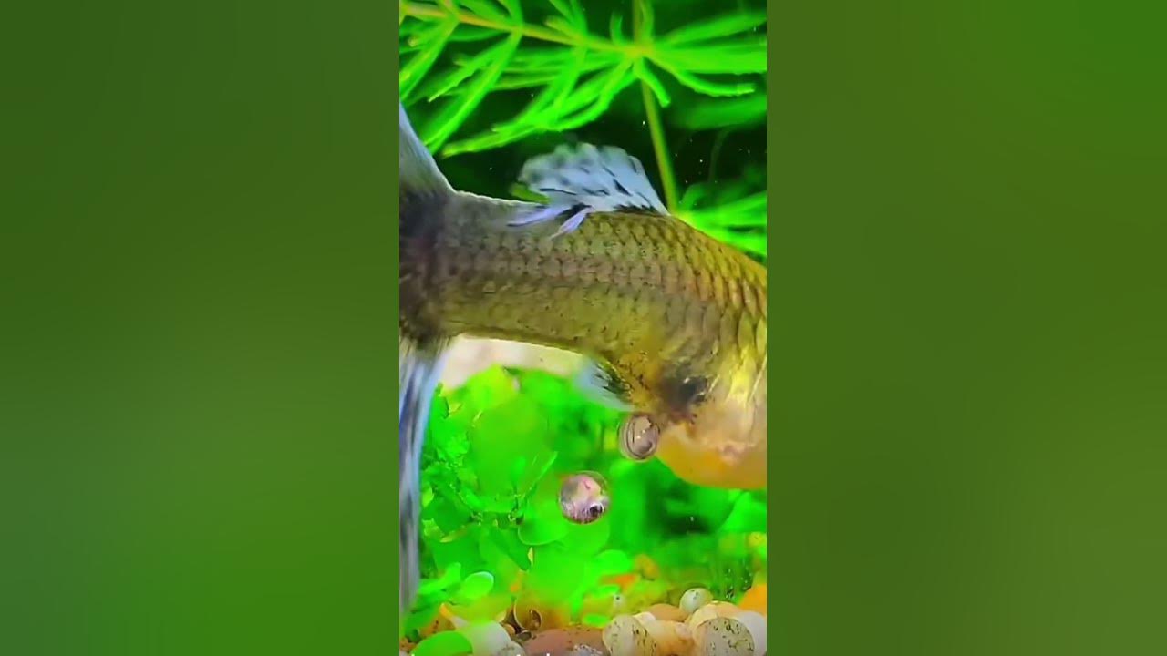 fish laying egg ytubeshorts YouTube
