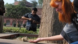 Бурундуки Друзья Чипа и Дейла Бурундуки Друзья Чипа и Дейла