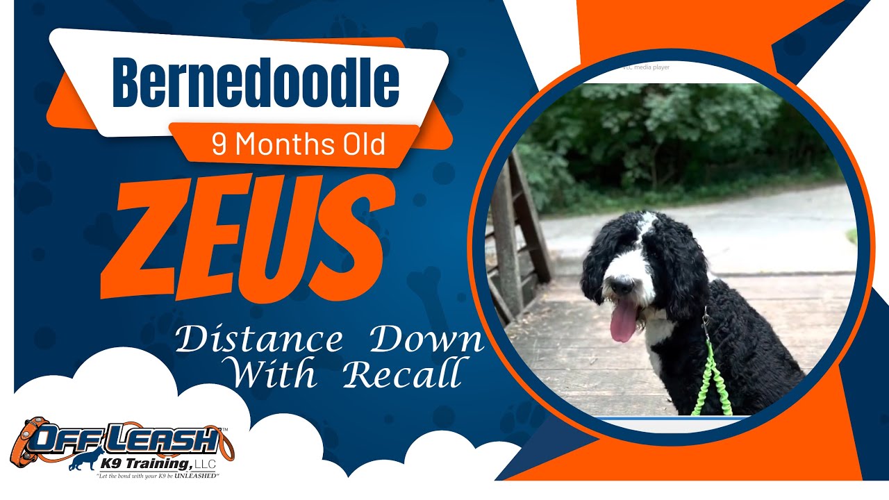 K9 Training Mastery Zeus Excels in OffLeash Commands! YouTube