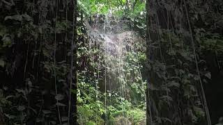 linda bica meio a mata atlântica Regiãodo pinga de São Gonçalo#bica#mataatlântica#matriz#Ipueiras