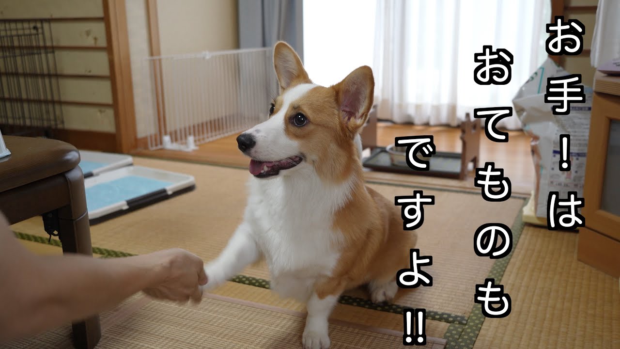 アインとおじさん第72話　アインとお手