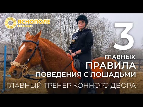 Главный тренер по верховой езде экопарка "Ясно Поле" о правилах поведения с лошадьми