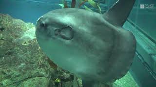 かんさいアニマルズ　海遊館のマンボウ