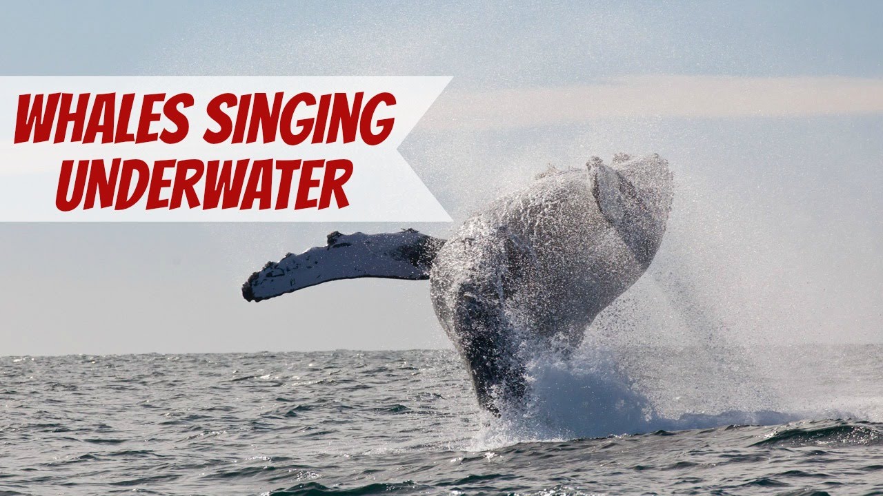 The Sound of Whales Singing Underwater in Cabo - YouTube