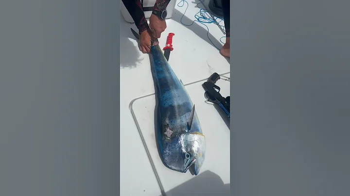 Why Shinkei Jime Makes Fish Taste Better