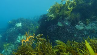 Mesmerising leafy seadragons in ocean kelp forest. Relaxing 30 minutes underwater