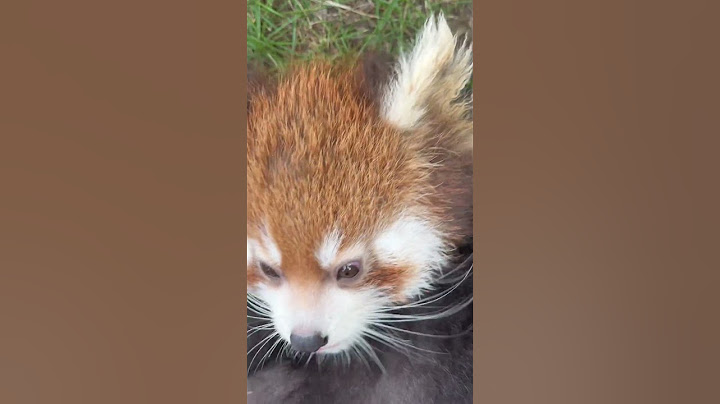 跌倒你怀里～ 小熊猫 小熊猫不是小浣熊 治愈系 它真的好像个小宝宝 萌到爆炸了💥