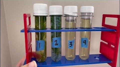 Bromothymol Blue Lab