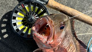 Barra, Jacks and Crocs on fly softies and hard bodies.
