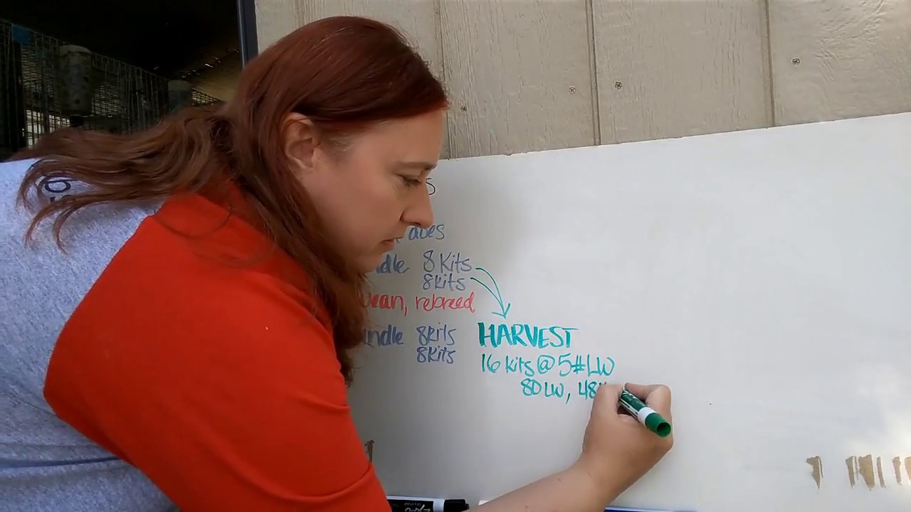 Математика с кроликом из мяса | Сколько вам нужно?