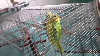 Wellensittiche Werden Geduscht D