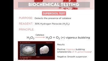 MT Pre-Recorded Lectures | MT 37: Biochemical Testing (Gram Negative Cocci)