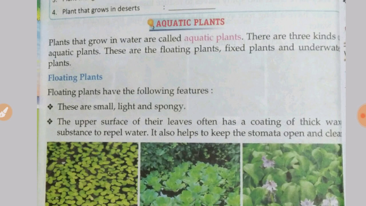 Science IV Topic Plants Habitat (Part2) YouTube