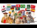 Cat Google Translate Memes Compilation